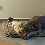 Aria participe au concours pour gagner de l'argent avec cette photo : dog, puppy, bed, blanket, resting, indoor, tile_floor, candle, brown, white, sleeping, alert, pet, companion, relaxing, floor, furniture, calm, household, animal