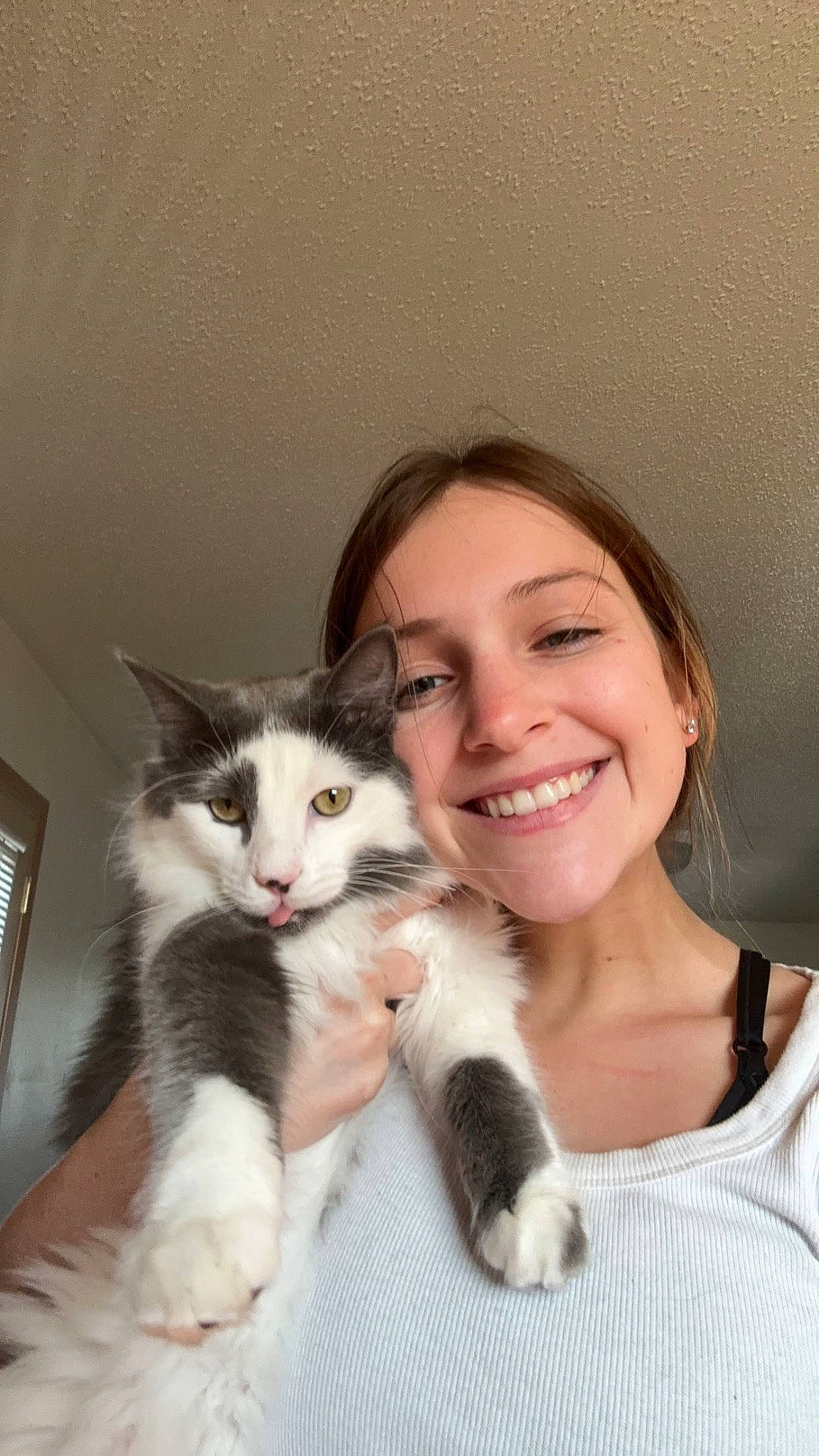 Bubs is registered to the contest to win money with this photo: carnivore, cat, comfort, domestic_short_haired_cat, felidae, formal_wear, fur, gesture, happy, iris, leg, mammal, paw, skin, small_to_medium_sized_cats, smile, snout, tail, vertebrate, whiskers