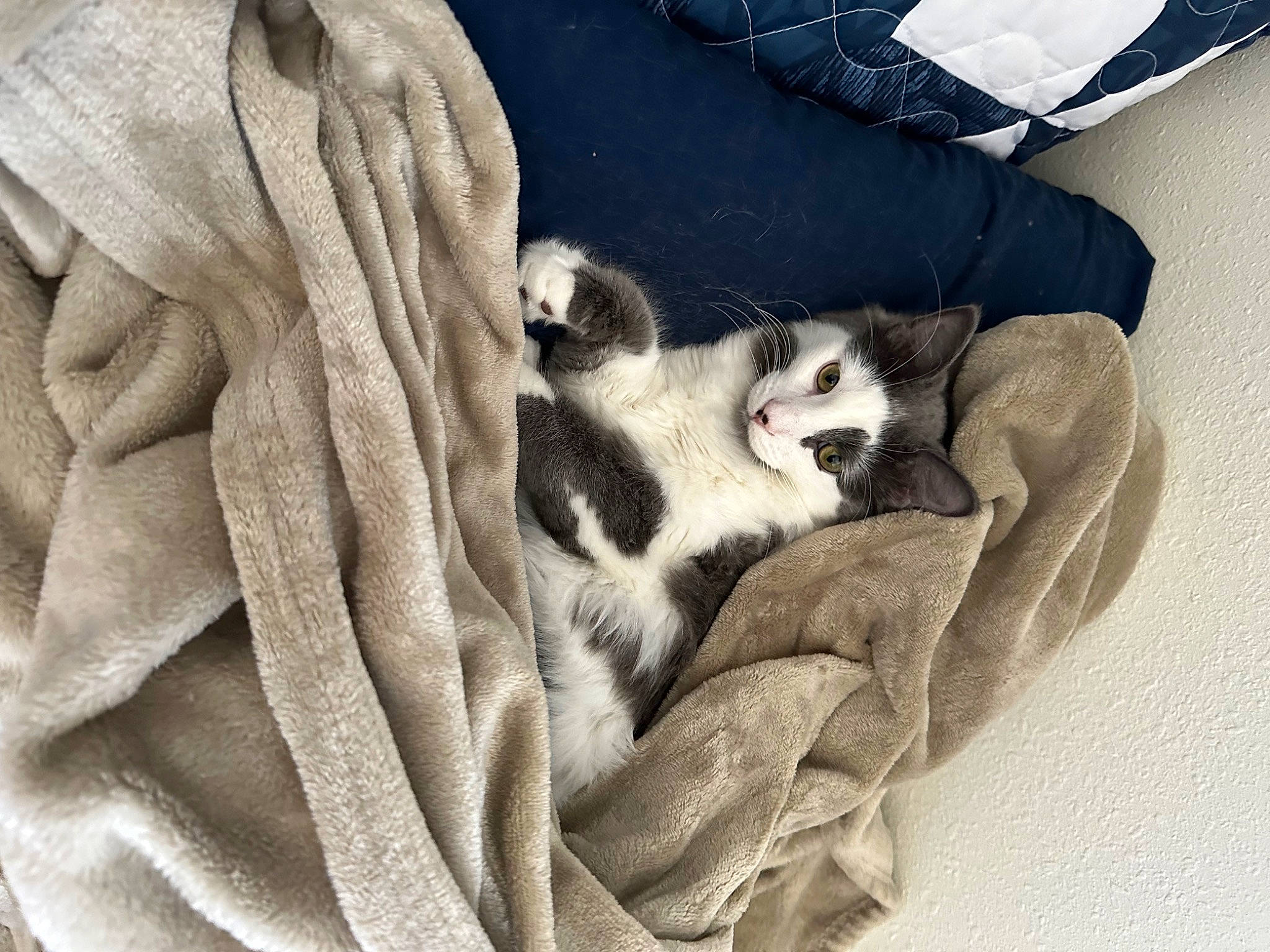 Bubs is registered to the contest to win money with this photo: canidae, carnivore, cat, comfort, companion_dog, dog_breed, domestic_short_haired_cat, fawn, felidae, fur, grey, human_leg, linens, nap, paw, small_to_medium_sized_cats, sporting_group, tail, textile, whiskers