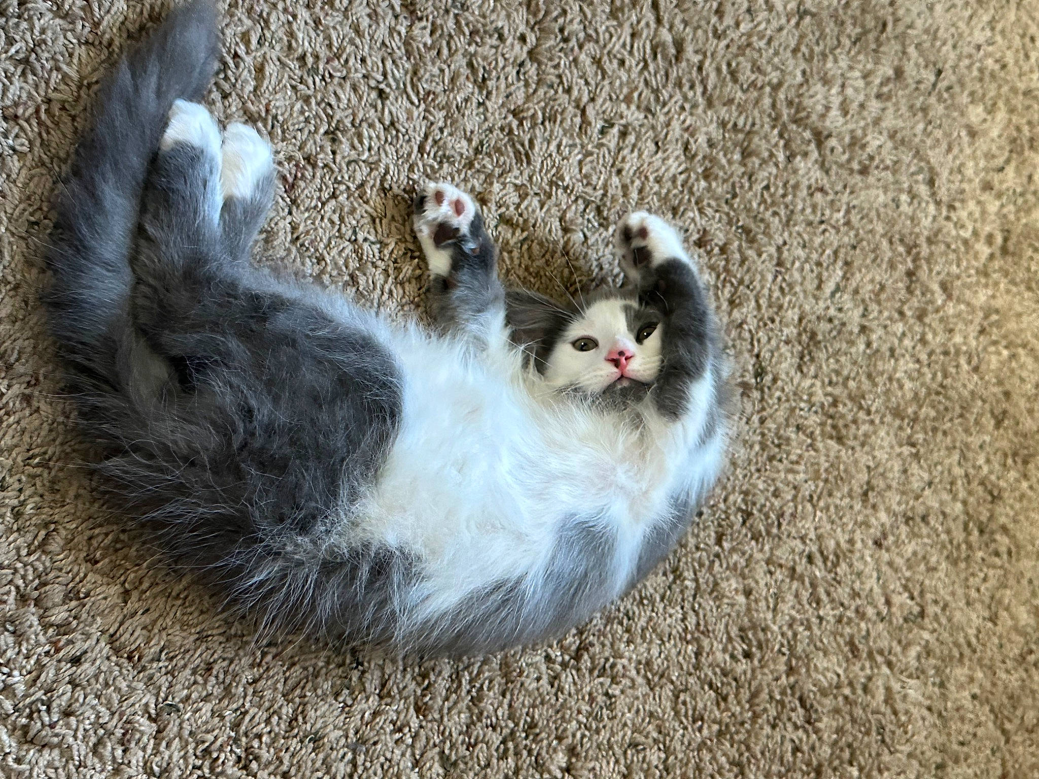 Bubs joined the competition — help win amazing prizes! animal_shelter, canidae, carnivore, cat, claw, dog_breed, domestic_short_haired_cat, felidae, ferret, fur, grass, lemur, mammal, paw, small_to_medium_sized_cats, soil, tail, terrestrial_animal, vertebrate, whiskers