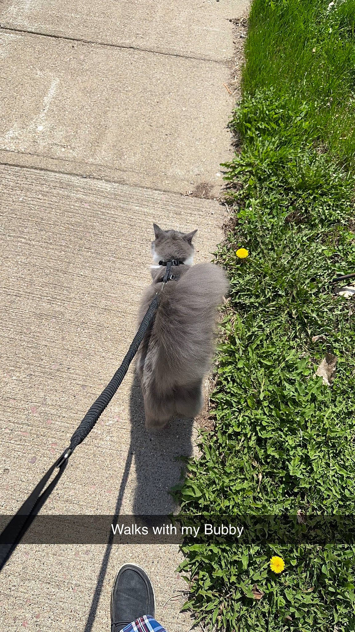 Bubs is registered to the contest to win money with this photo: asphalt, carnivore, cat, collar, dog_breed, domestic_short_haired_cat, felidae, fur, grass, grey, groundcover, plant, road_surface, roof, russian_blue, shadow, small_to_medium_sized_cats, tail, terrestrial_animal, whiskers