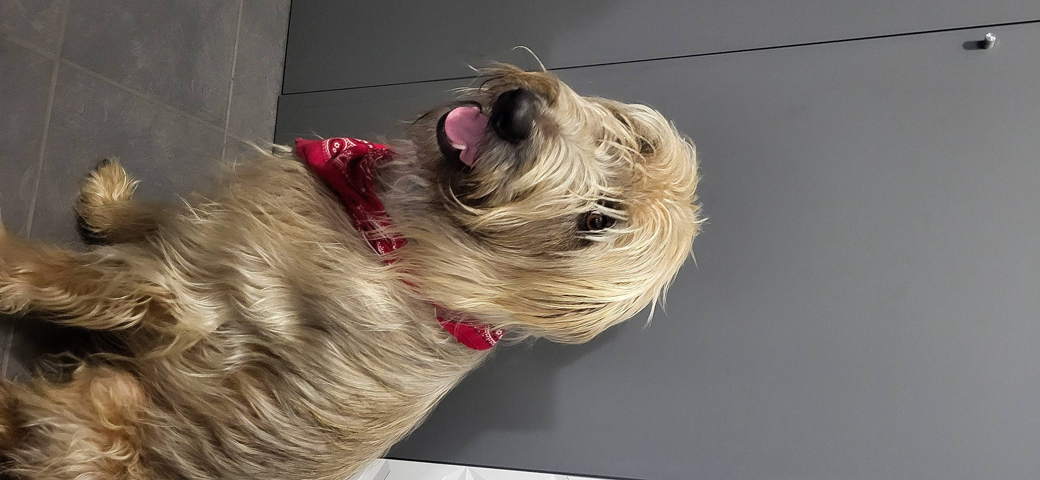 Fano a rejoint le concours — aidez-le/la à gagner de superbes lots ! canidae, carnivore, collar, companion_dog, dog, dog_breed, dog_collar, dog_supply, fashion_accessory, fawn, fur, liver, mexican_hairless_dog, pet_supply, small_terrier, snout, sporting_group, terrier, toy_dog, working_animal