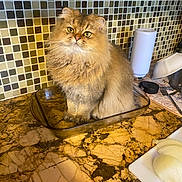 Masha is registered to the contest to win money with this photo: brown_cat, cat, close_up, countertop, curious, cutting_board, domestic_cat, feline, fluffy_cat, fork, glass_dish, indoor, kitchen, knife, marble_counter, onion, pet, sitting, tile_backsplash, utensils