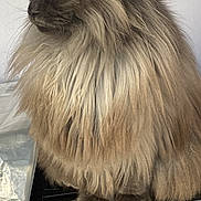 Bonifasio is registered to the contest to win money with this photo: animal, appliance, cat, close_up, cute, domestic_cat, ears, feline, fluffy, fur, gray, household, indoor, long_hair, mammal, pet, profile_view, sitting, whiskers, yellow_eyes