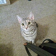 Treasure joined the competition — help win amazing prizes! cat, tabby, carpet, backpack, floor, indoor, curious, pet, whiskers, ears, wide_eyes, box, boots, straps, fur, domestic_animal, looking_up, animal, cute, home