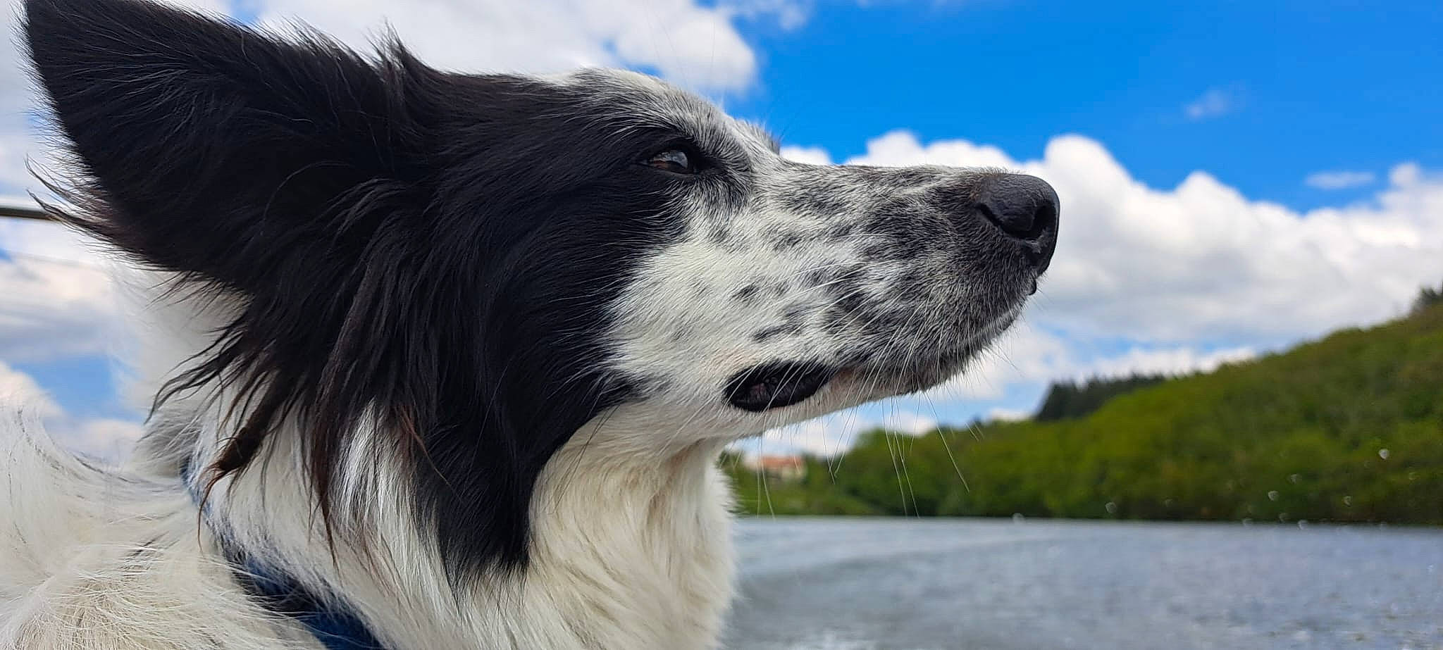 Nina a rejoint le concours — aidez-le/la à gagner de superbes lots ! border_collie, canidae, carnivore, cloud, companion_dog, dog, dog_breed, fur, herding_dog, plant, sky, snout, sporting_group, terrestrial_animal, water, whiskers, working_animal, working_dog