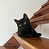 black_cat, cat, kitten, feline, golden_eyes, whiskers, ears, animal, pet, sitting, lying_down, staircase, wood, indoors, home, portrait, close_up, dramatic_perspective, alert, fur