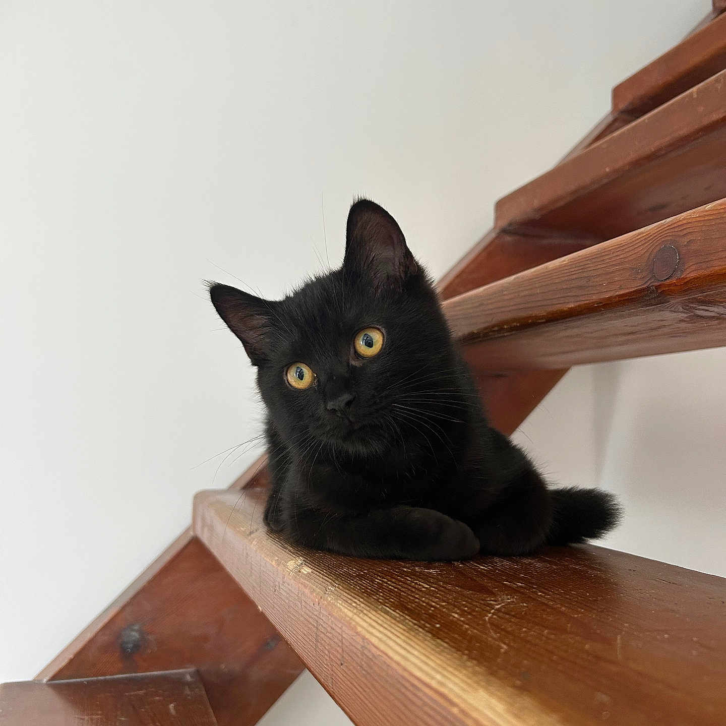 Mocca