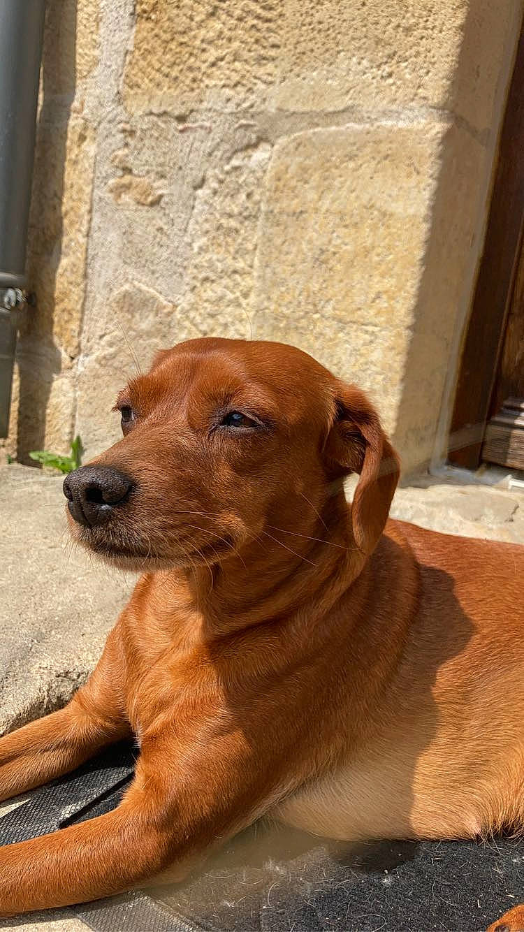 Titille a rejoint le concours — aidez-le/la à gagner de superbes lots ! brown, canidae, carnivore, collar, companion_dog, dog, dog_breed, dog_collar, door, fawn, flooring, guard_dog, liver, pet_supply, snout, sporting_group, whiskers, wood, working_animal, wrinkle