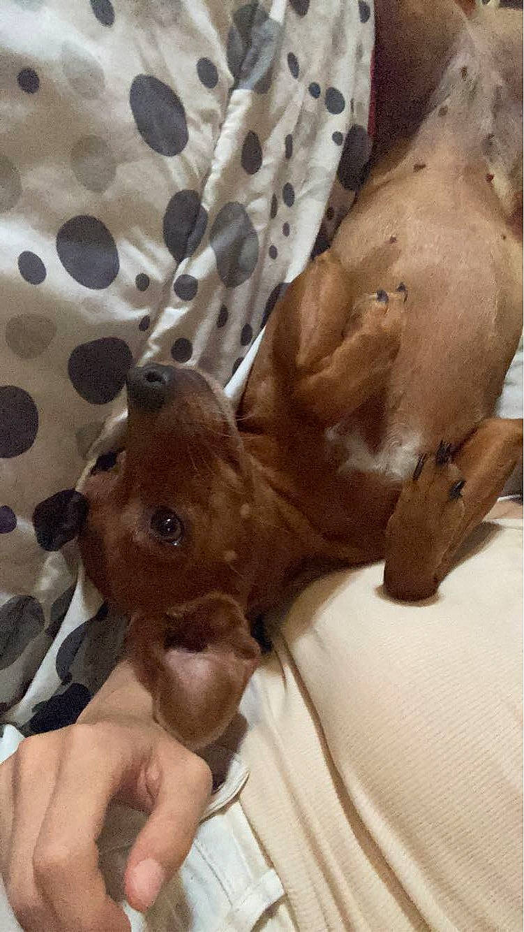 Titille a rejoint le concours — aidez-le/la à gagner de superbes lots ! canidae, carnivore, comfort, companion_dog, dog, dog_breed, ear, fawn, fur, gesture, linens, liver, pattern, snout, sporting_group, tail, terrestrial_animal, toy_dog, whiskers, working_animal