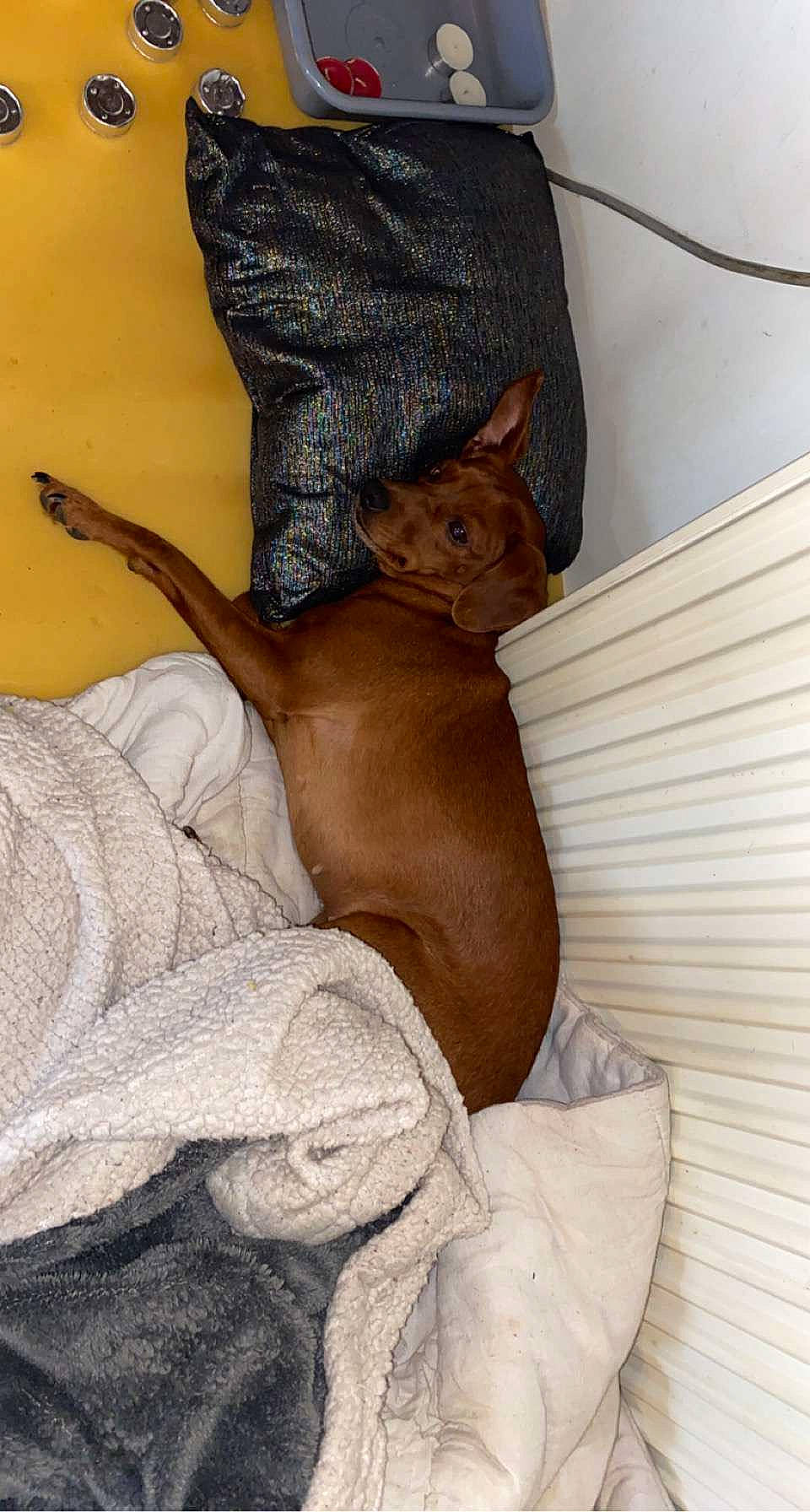 Titille participe au concours pour gagner de l'argent avec cette photo : canidae, carnivore, comfort, dog_breed, domestic_short_haired_cat, ear, fawn, felidae, fur, human_leg, linens, nap, paw, small_to_medium_sized_cats, snout, tail, terrestrial_animal, thigh, whiskers, wood