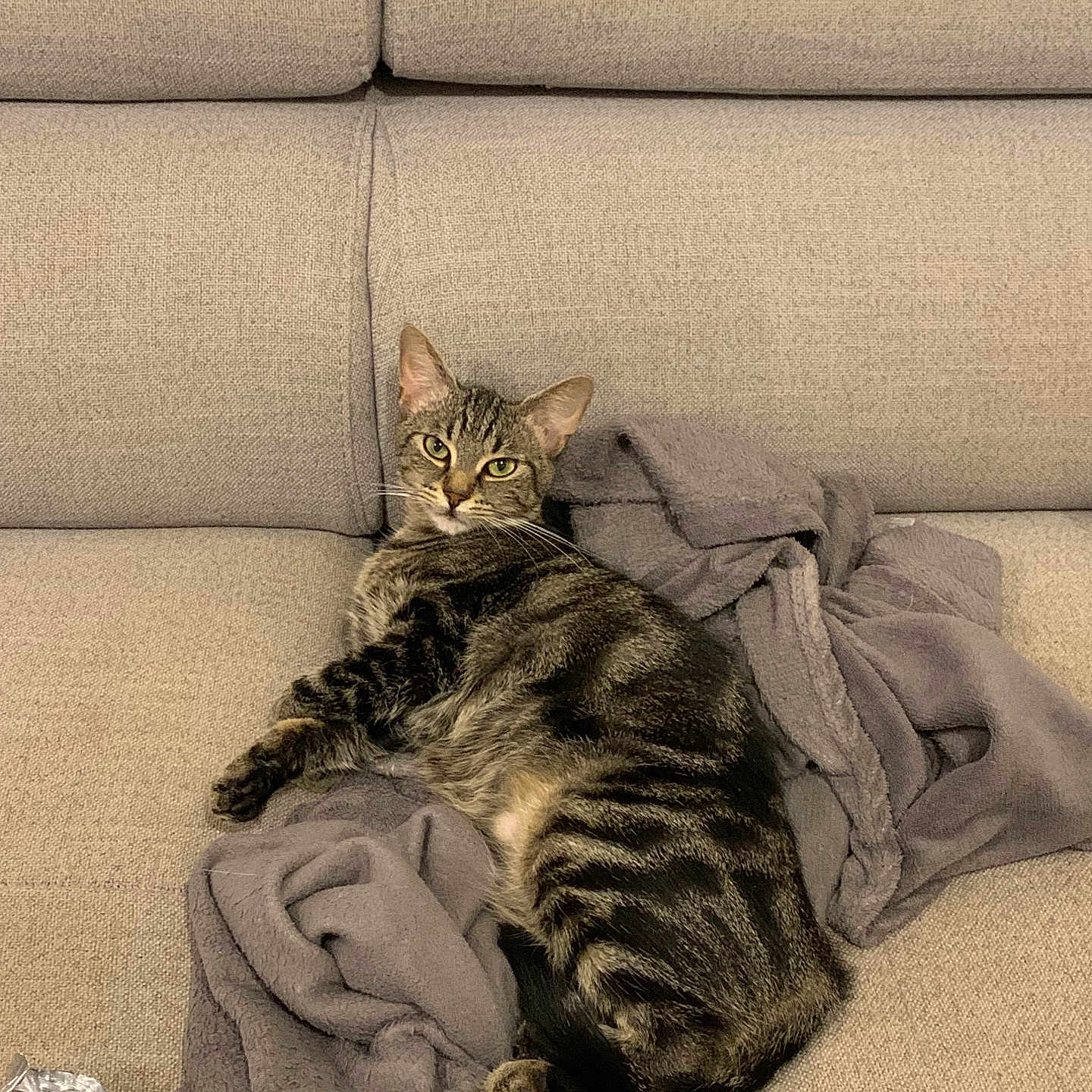 Kitty