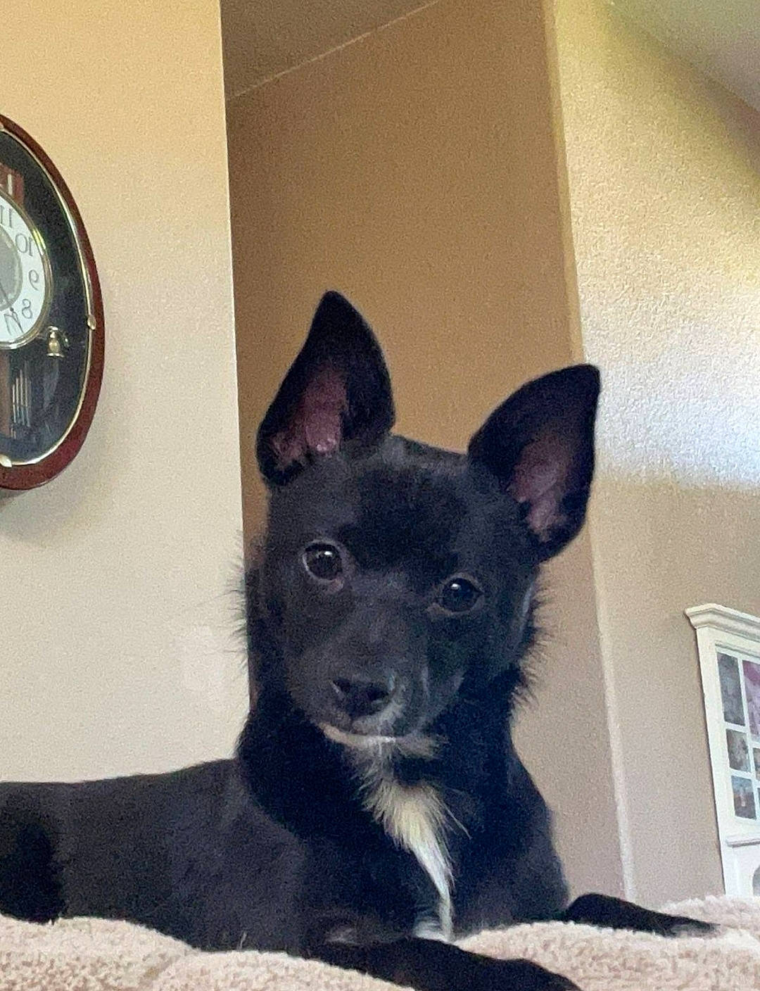 Enzo joined the competition — help win amazing prizes! animal, architecture, bed, bedroom, building, canine, chihuahua, clock, dog, door, face, furniture, head, indoors, interiordesign, person, pet, puppy, room, wallclock