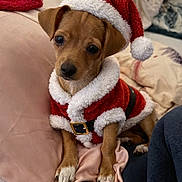 Karamel participe au concours pour gagner de l'argent avec cette photo : dog, puppy, santa_hat, christmas_outfit, holiday_theme, cute, pet, blanket, pillow, indoors, small_dog, fur, brown_dog, white_paws, costume, festive, closeup, animal, cozy, adorable
