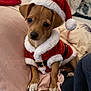 dog, puppy, santa_hat, christmas_outfit, holiday_theme, cute, pet, blanket, pillow, indoors, small_dog, fur, brown_dog, white_paws, costume, festive, closeup, animal, cozy, adorable
