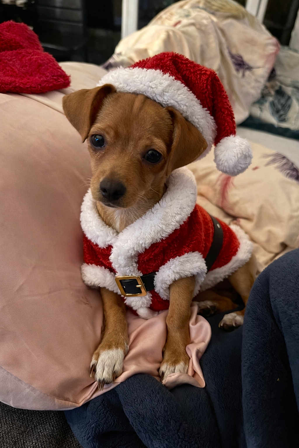 Karamel participe au concours pour gagner de l'argent avec cette photo : dog, puppy, santa_hat, christmas_outfit, holiday_theme, cute, pet, blanket, pillow, indoors, small_dog, fur, brown_dog, white_paws, costume, festive, closeup, animal, cozy, adorable