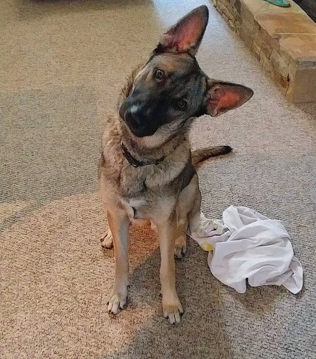 Zeus joined the competition — help win amazing prizes! animal, canine, cat, document, dog, germanshepherd, hound, husky, person, pet, policedog, puppy, receipt, sleeping, snout, text, towel, wood