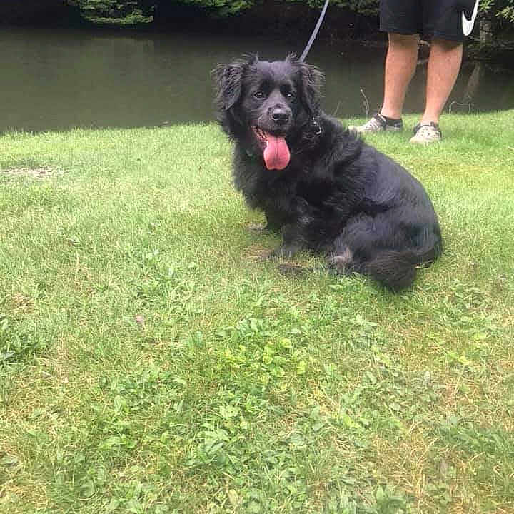 Bebe is registered to the contest to win money with this photo: accessories, animal, canine, clothing, dog, face, grass, head, nature, outdoors, person, pet, photography, plant, portrait, rock, shorts, strap, summer, vegetation