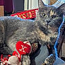 blanket, cardboard_box, cat, close_up, curious, feline, furniture, gray_cat, heart_toy, indoor, paw, pet, plush_toy, portrait, red_toy, relaxed, table, tortoiseshell, whiskers, yellow_eyes