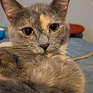 Lola is registered to the contest to win money with this photo: bedroom, blanket, cat, close_up, curious, cute, domestic_animal, ears, feline, fur_texture, gaze, gray_fur, indoor, macro, nose, pet, portrait, relaxed, whiskers, yellow_eyes
