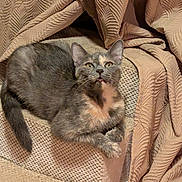 Lola is registered to the contest to win money with this photo: animal, carpet, cat, close_up, cozy, curtains, cute, ears, expression, feline, fur, home, indoor, looking_up, pet, relaxed, resting, step, texture, whiskers