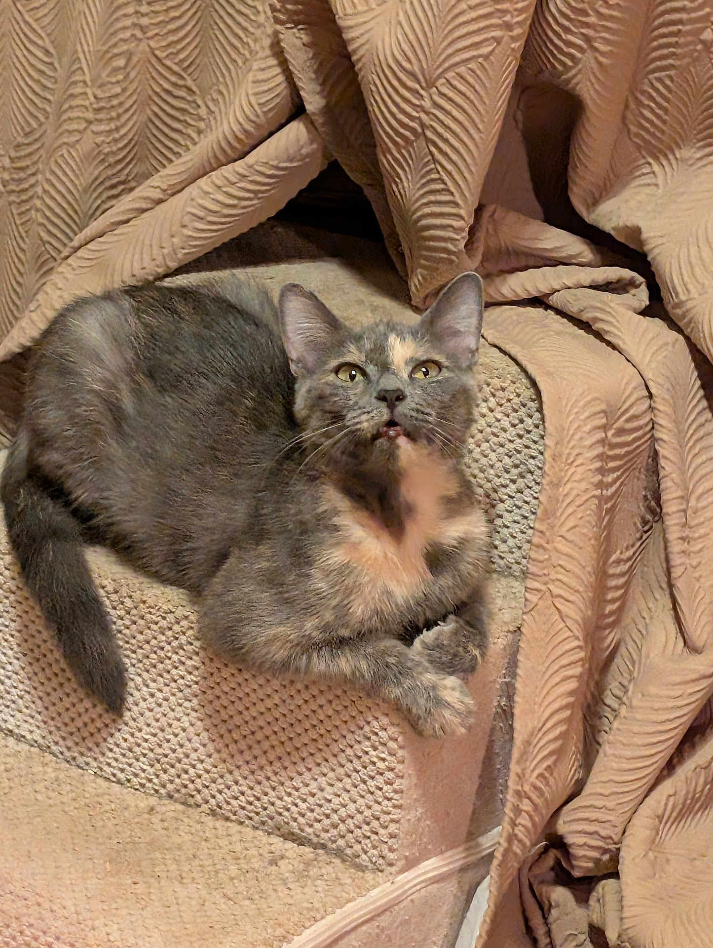 Lola
