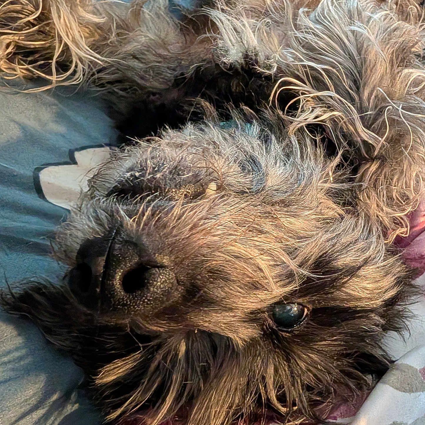 Scarlett Rose is registered to the contest to win money with this photo: animal, bed, blanket, canine, close_up, cute, dog, domestic_animal, eye, fur, furry, lying_down, mammal, nose, pet, portrait, relaxed, scruffy, sleepy, whiskers
