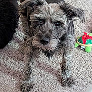 Scarlett Rose joined the competition — help win amazing prizes! animal, carpet, companion, curious, cute, dog, domestic, floor, friendly, fur, indoor, looking_up, mammal, pet, pet_toy, playful, red_bow, scruffy, toy, turtle_toy