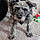 Scarlett Rose