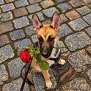 Sky a rejoint le concours — aidez-le/la à gagner de superbes lots ! puppy, dog, canine, rose, red_flower, cobblestone, street, outdoor, sitting, harness, leash, large_ears, brown_fur, black_and_tan, pet, cute, portrait, animal, romantic, urban
