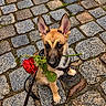 puppy, dog, canine, rose, red_flower, cobblestone, street, outdoor, sitting, harness, leash, large_ears, brown_fur, black_and_tan, pet, cute, portrait, animal, romantic, urban