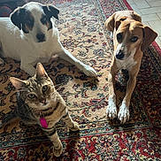 Tigrou a rejoint le concours — aidez-le/la à gagner de superbes lots ! animal, attentive, brown_dog, carpet, cat, collar, curious, dog, domestic, floor, fur, home, indoor, looking_up, pet, relaxed, tabby_cat, three_animals, tile_floor, white_dog