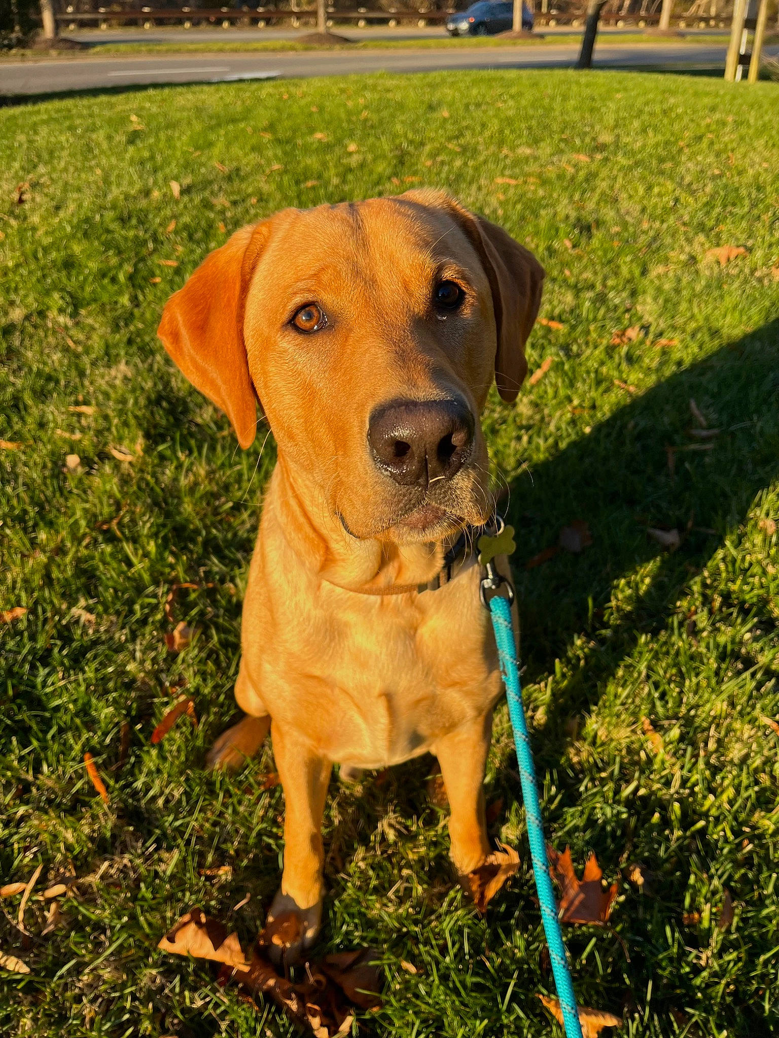 Beau is registered to the contest to win money with this photo: canidae, carnivore, collar, companion_dog, dog, dog_breed, dog_collar, fawn, grass, grassland, gun_dog, leash, liver, plant, snout, sporting_group, tail, tree, whiskers, working_animal