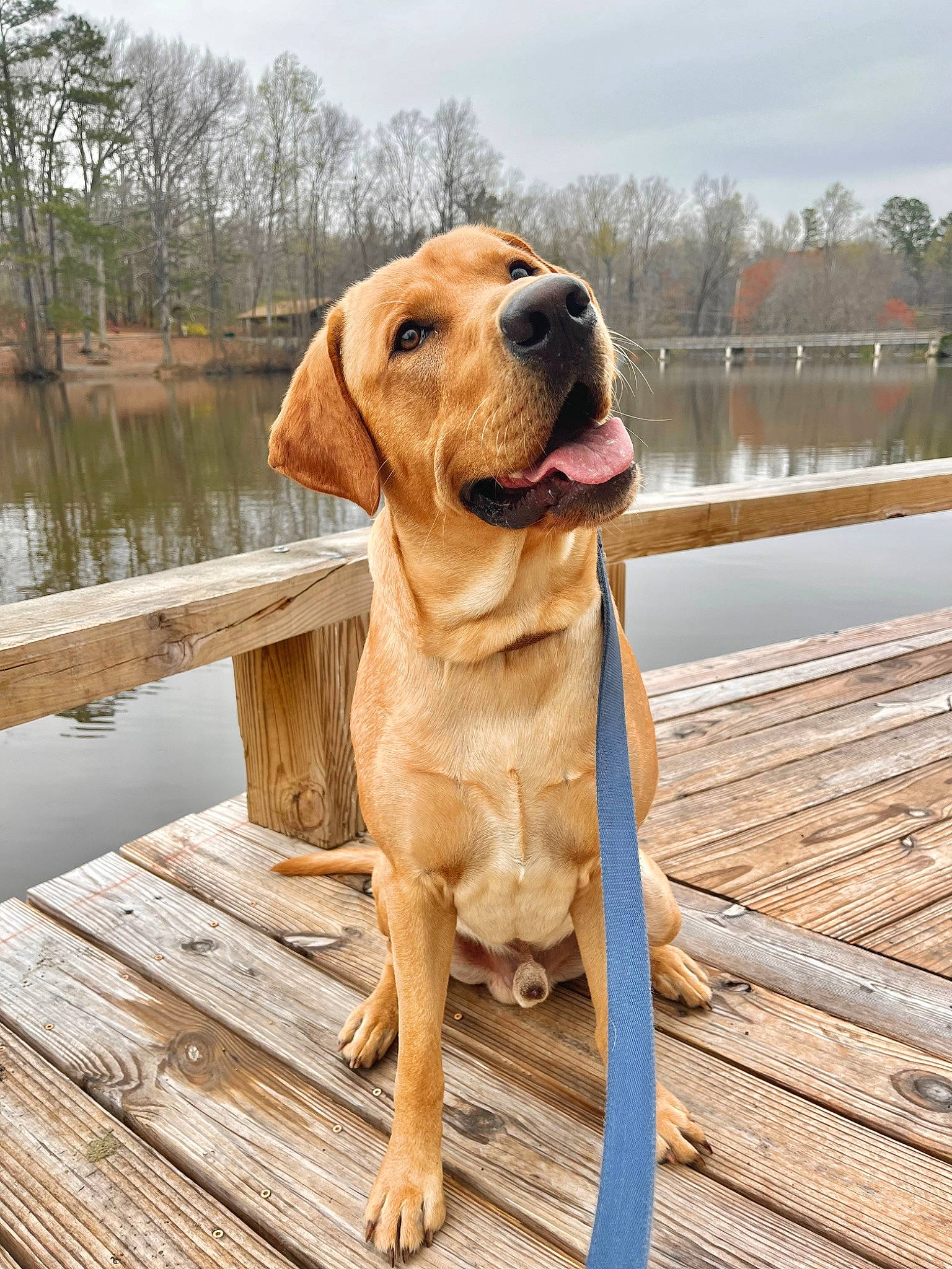 Beau is registered to the contest to win money with this photo: carnivore, cloud, companion_dog, dog, dog_breed, dog_collar, dog_supply, fawn, gun_dog, lake, liver, plank, plant, sky, snout, tree, water, wood, wood_stain, working_animal