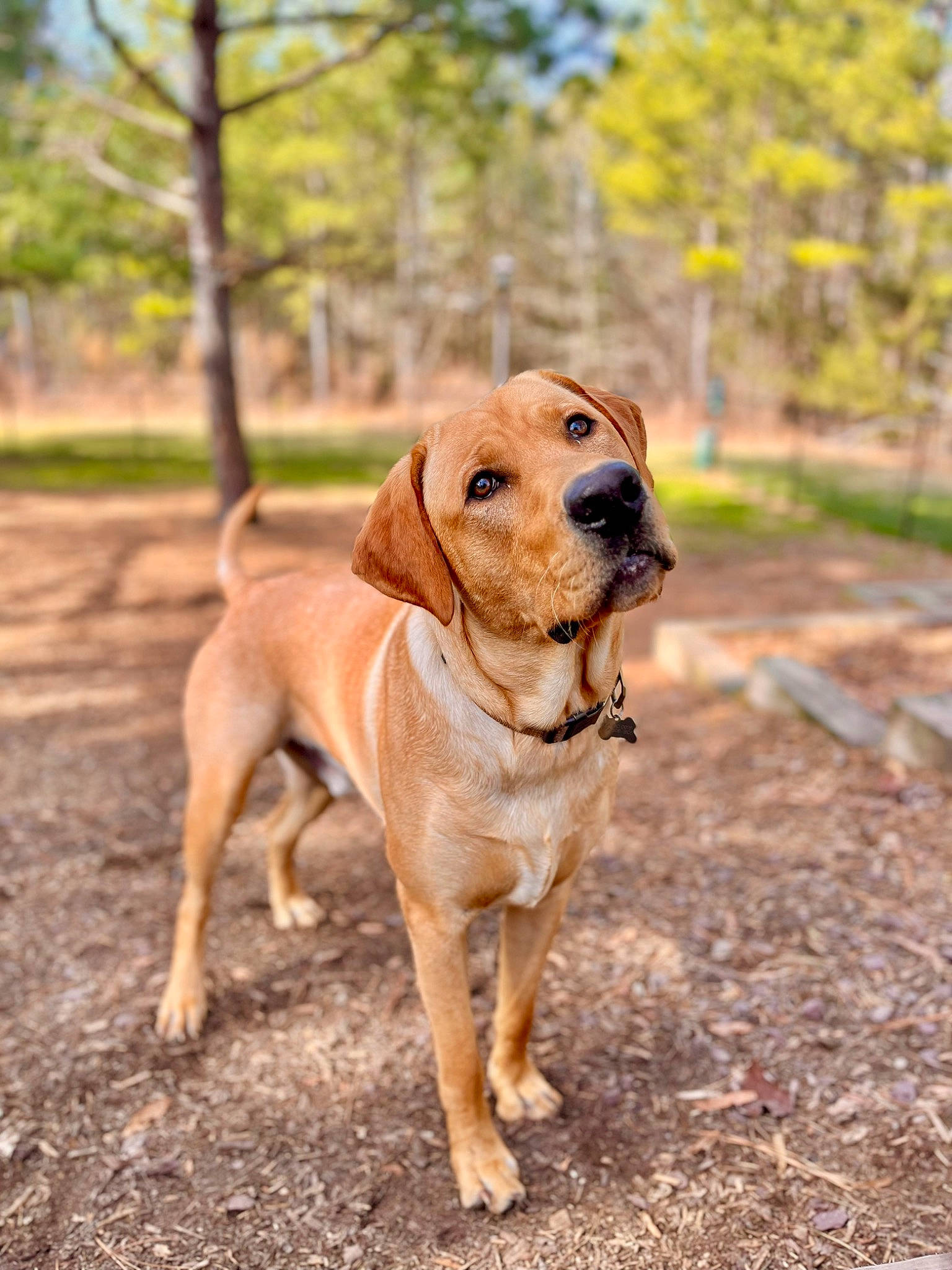 Beau joined the competition — help win amazing prizes! carnivore, collar, companion_dog, dog, dog_breed, dog_collar, fawn, grass, gun_dog, hound, liver, plant, pointing_breed, retriever, soil, sporting_group, tail, tree, wood, working_animal