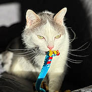 Hunter joined the competition — help win amazing prizes! cat, white_cat, gray_cat, pet, animal, toy, blue_toy, red_toy, whiskers, green_eyes, close_up, sunlight, shadow, indoor, playing, cute, feline, mouth, fur, portrait