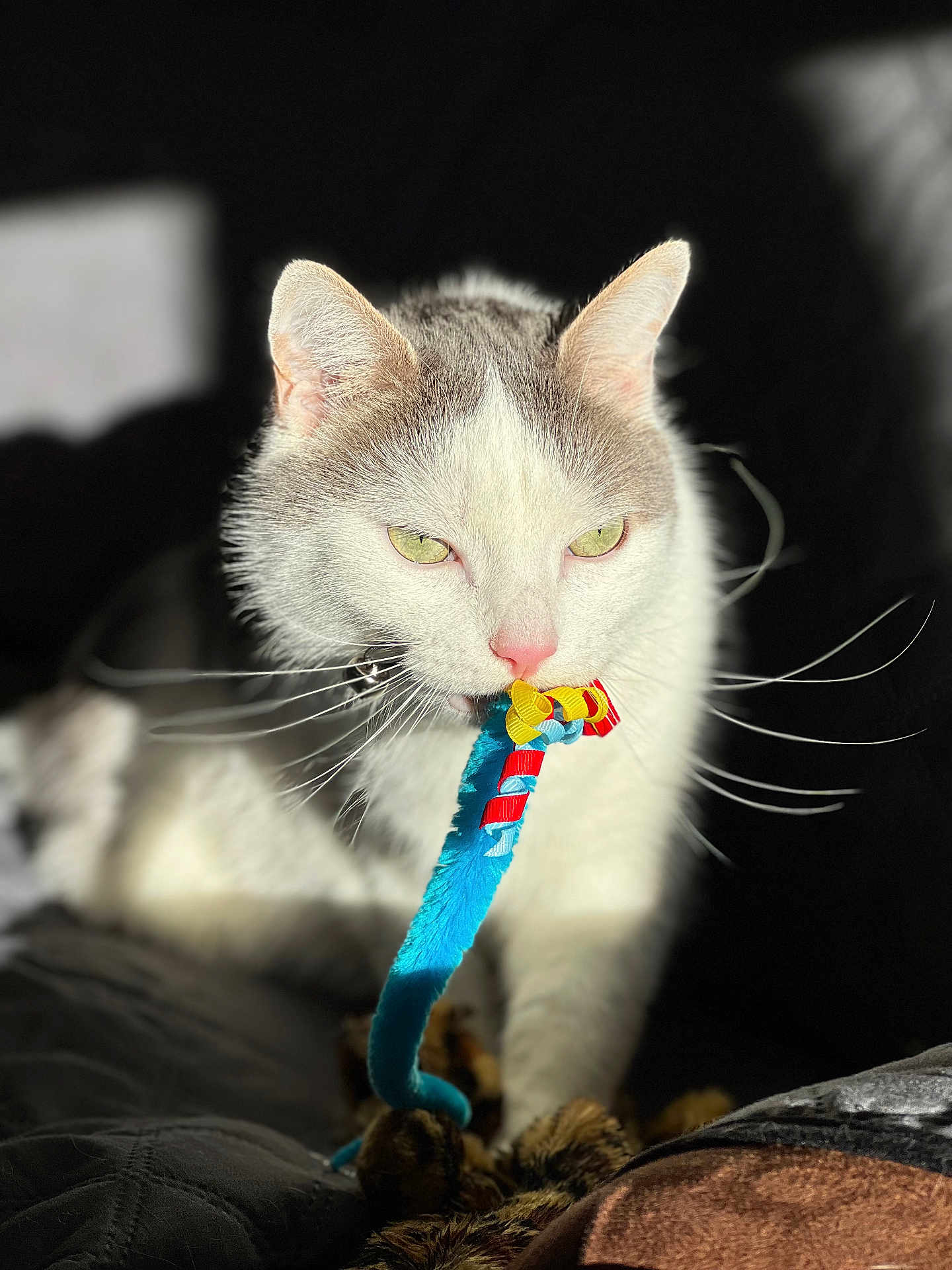 Hunter joined the competition — help win amazing prizes! cat, white_cat, gray_cat, pet, animal, toy, blue_toy, red_toy, whiskers, green_eyes, close_up, sunlight, shadow, indoor, playing, cute, feline, mouth, fur, portrait