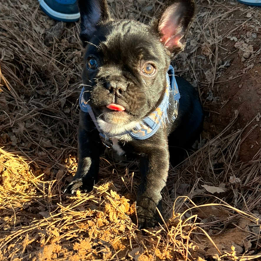 Midnight joined the competition — help win amazing prizes! animal, curious, dirt, dog, ear_up, earth, french_bulldog, leaves, nature, outdoor, pants, pet, playful, puppy, shadow, shoes, sneakers, sunlight, tongue_out, young_dog