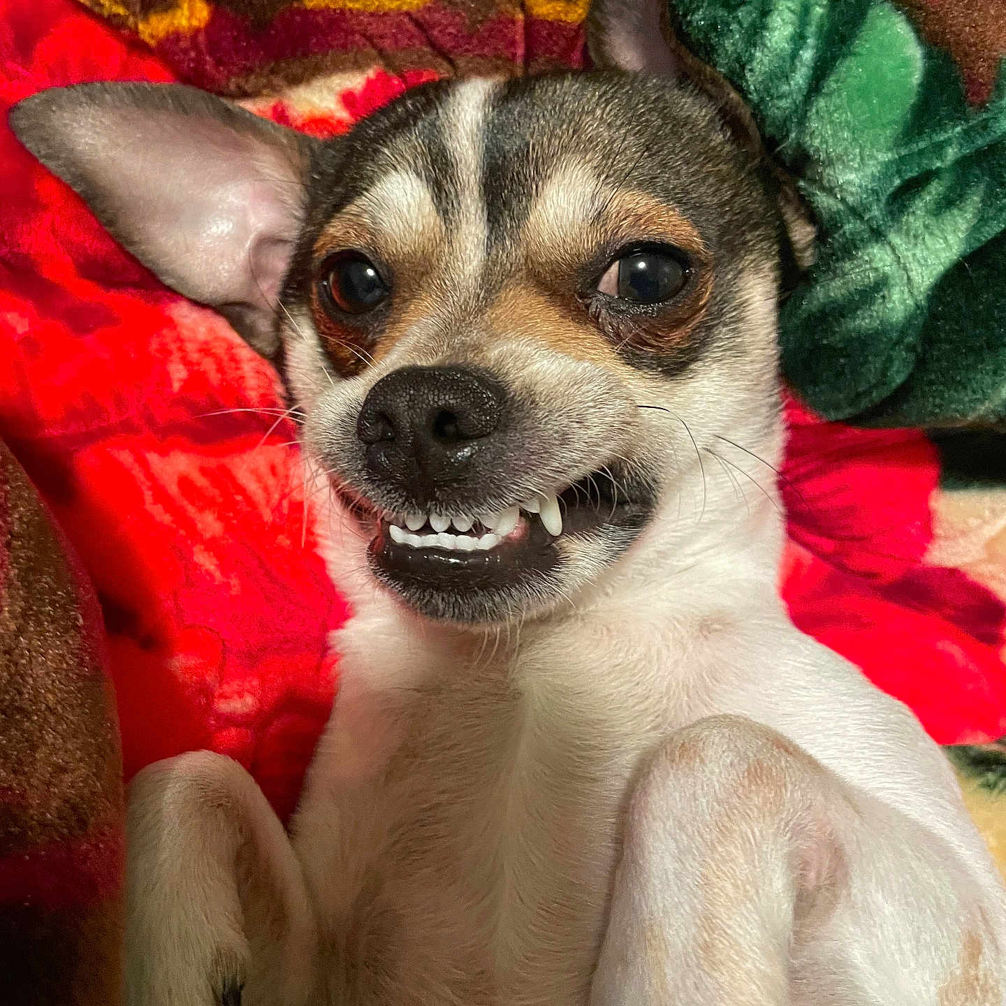 Max is registered to the contest to win money with this photo: animal, blanket, bodypart, canine, chihuahua, dog, face, food, fruit, head, hound, mouth, pear, person, pet, photography, plant, produce, puppy, teeth
