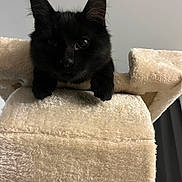 Aroumi a rejoint le concours — aidez-le/la à gagner de superbes lots ! cat, black_cat, pet, feline, indoor, cat_tree, curious, fur, ears, whiskers, animal, cute, domestic_animal, looking, resting, soft_texture, paw, young_cat, playful, companion
