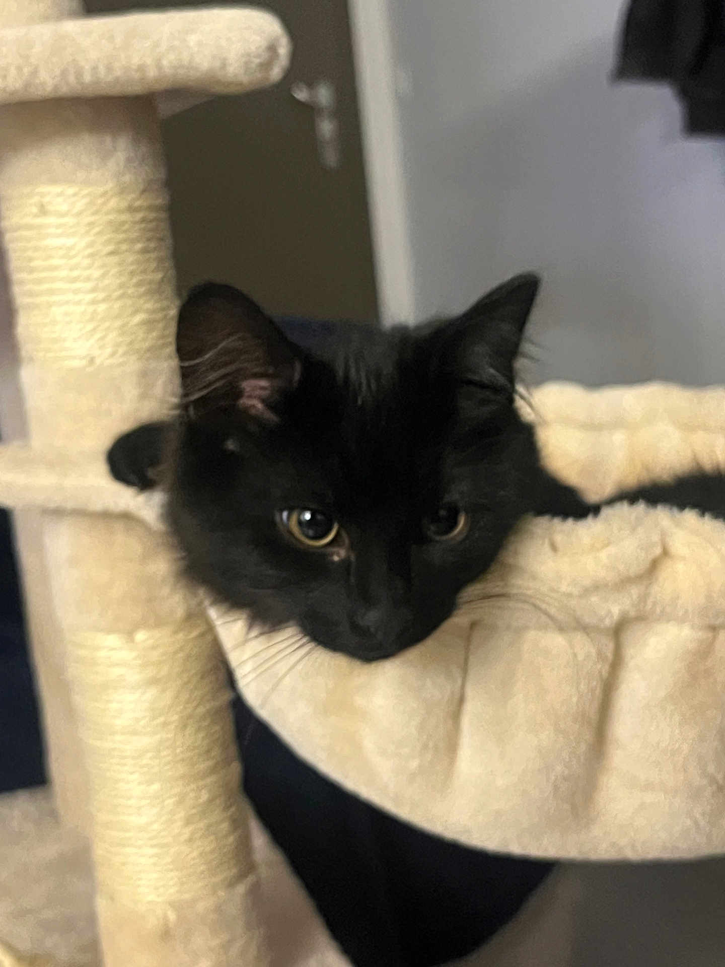 Aroumi a rejoint le concours — aidez-le/la à gagner de superbes lots ! black_cat, cat, pet, indoor, cat_hammock, scratching_post, cozy, feline, animal, cute, curious, fur, whiskers, ears, resting, looking, soft, home, domestic_cat, relaxed