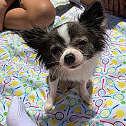 Zoey joined the competition — help win amazing prizes! dog, small_dog, black_and_white, fluffy, ears, blanket, patterned_blanket, tennis_rackets, badminton_rackets, legs, sock, outdoor, sunny, pet, cute, looking_up, sitting, close_up, casual, picnic