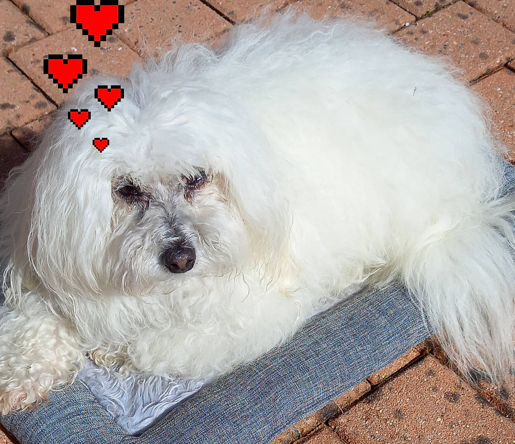 Fleur participe au concours pour gagner de l'argent avec cette photo : bichon, canidae, carnivore, companion_dog, dog, dog_breed, dog_supply, fur, maltepoo, non_sporting_group, poodle_crossbreed, puppy_love, small_terrier, snout, sporting_group, terrier, toy_dog, water_dog, working_animal