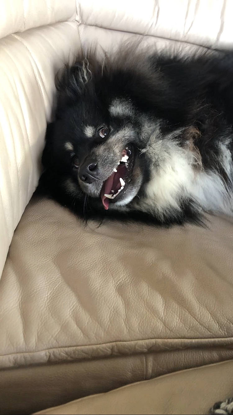 Tsuki a rejoint le concours — aidez-le/la à gagner de superbes lots ! canidae, carnivore, claw, comfort, companion_dog, dog, dog_breed, fur, german_spitz, german_spitz_klein, german_spitz_mittel, liver, paw, snout, spitz, sporting_group, tints_and_shades, toy_dog, whiskers, working_animal