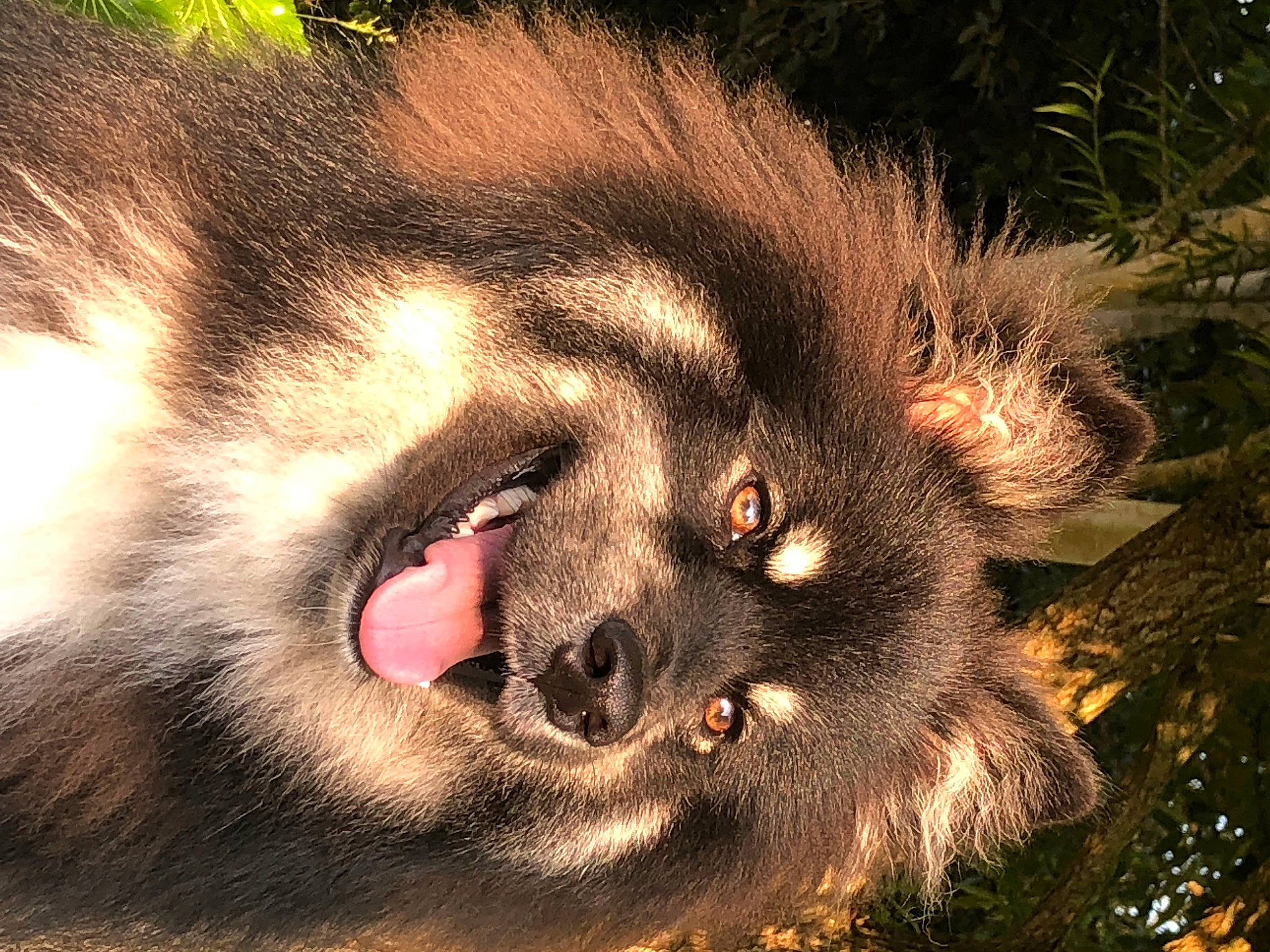 Tsuki participe au concours pour gagner de l'argent avec cette photo : big_cats, canidae, carnivore, dog_breed, eye, fang, fawn, felidae, flesh, fur, head, jaw, macro_photography, paw, small_to_medium_sized_cats, snout, terrestrial_animal, whiskers, wildlife, yawn