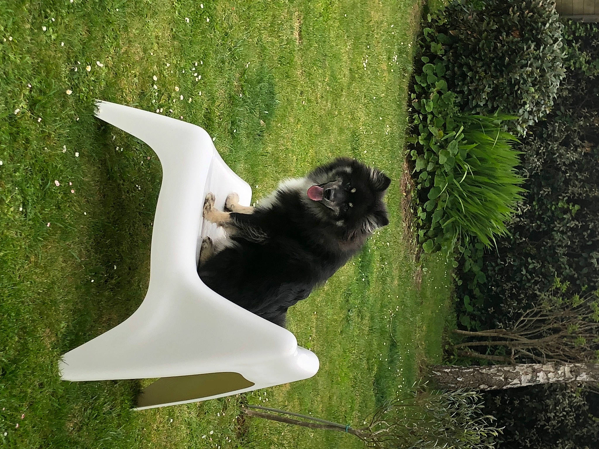 Tsuki participe au concours pour gagner de l'argent avec cette photo : carnivore, cat, chair, companion_dog, dog_breed, felidae, fur, grass, grass_family, grassland, leisure, plant, shadow, small_to_medium_sized_cats, sporting_group, tail, terrestrial_plant, tree, wing