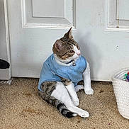 Pan And Gideon is registered to the contest to win money with this photo: animal, basket, bell, blue_shirt, carpet, cat, collar, cozy, curious, door, feline, household, indoor, looking_away, pet, sitting, striped, toys, white, young_cat