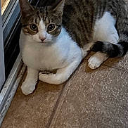 Pan And Gideon joined the competition — help win amazing prizes! animal, cat, closeup, curious, cute, domestic_cat, door, ears, floor, fur, indoor, looking, pet, resting, tabby, tail, tile, whiskers, white_paws, young_cat
