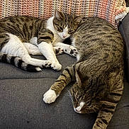 Pan And Gideon is registered to the contest to win money with this photo: animal, blanket, cat, companion, couch, cozy, cute, domestic_animal, feline, fur, home, indoor, paw, pet, relaxed, resting, sleeping, striped, tabby_cat, whiskers