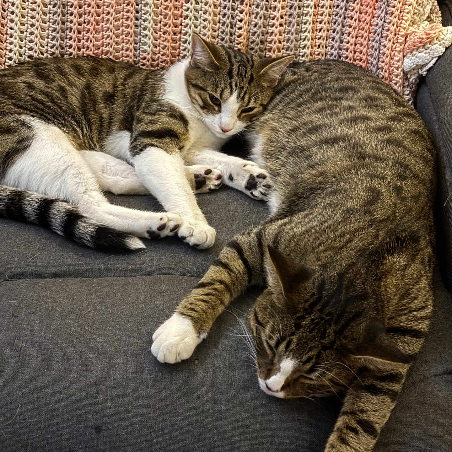 Pan And Gideon is registered to the contest to win money with this photo: animal, blanket, cat, companion, couch, cozy, cute, domestic_animal, feline, fur, home, indoor, paw, pet, relaxed, resting, sleeping, striped, tabby_cat, whiskers